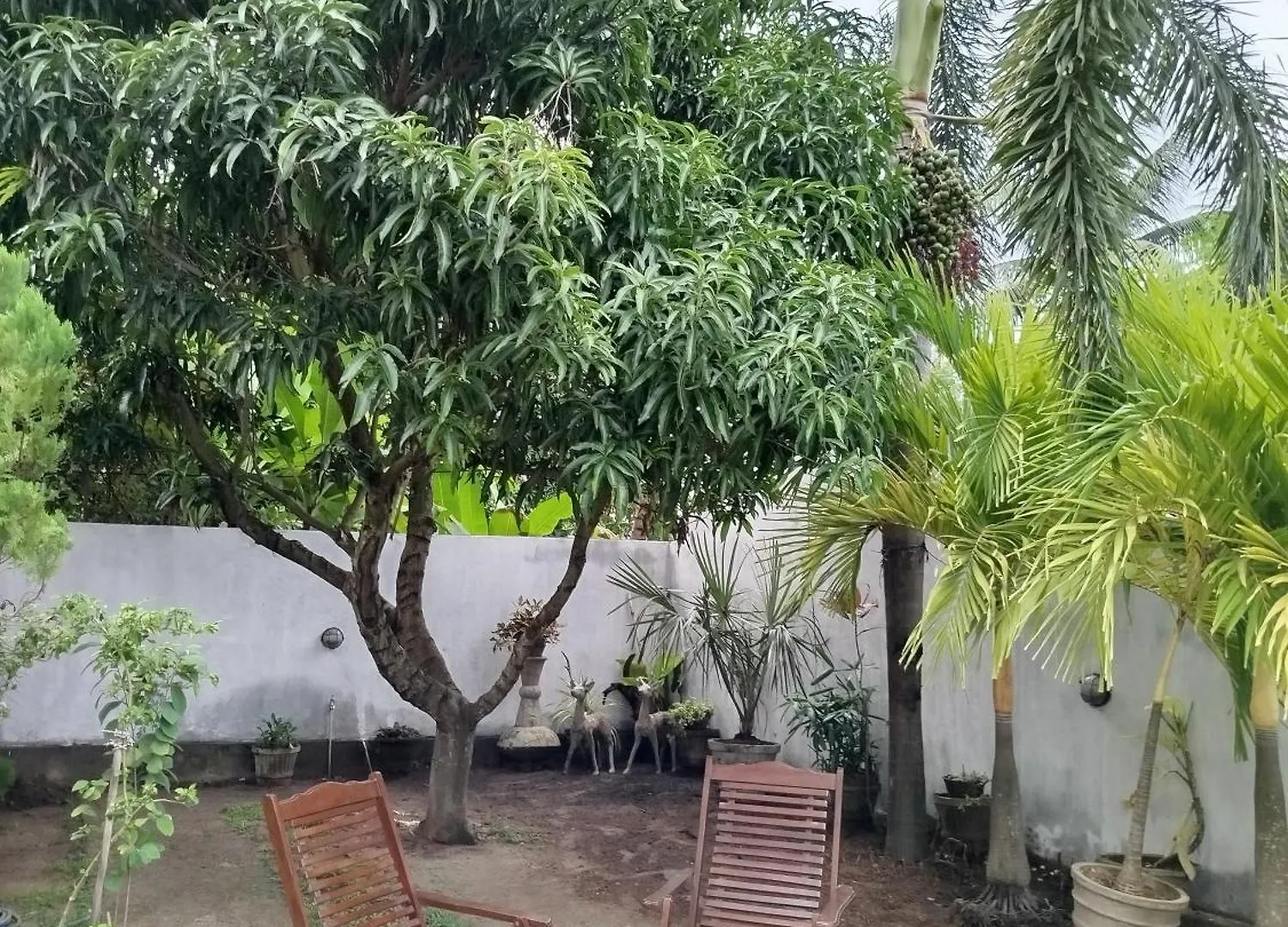 Gasthof Cosy White Palace Negombo Sri Lanka